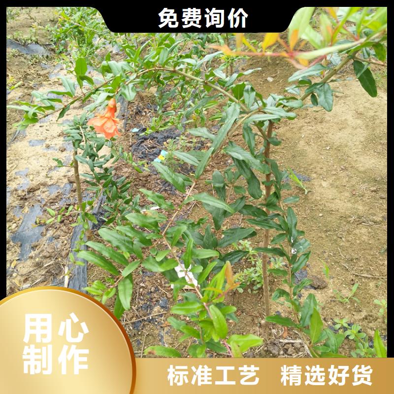 软籽石榴苗适合种植地区桂林