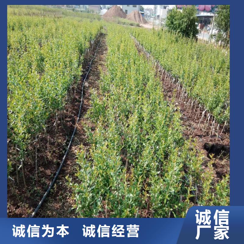 软籽石榴苗适合种植地区衢州