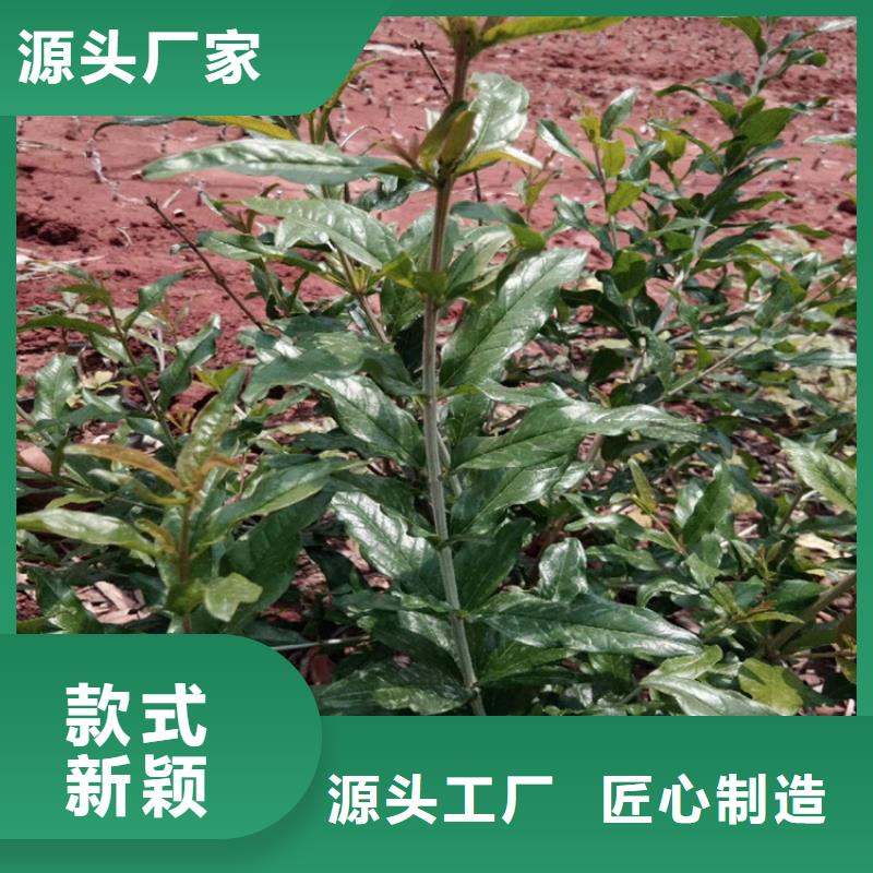 软籽石榴树苗适合种植地区标准工艺