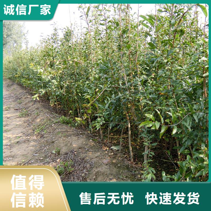 黑籽石榴苗全国发货惠州