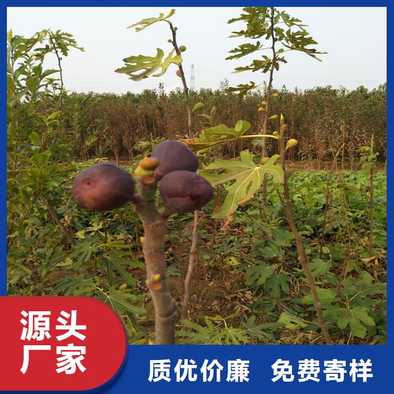 【无花果】蓝莓苗厂家批发价专注质量