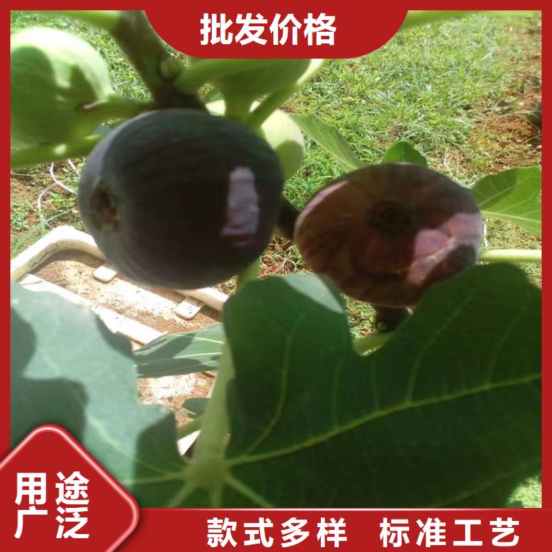 【无花果】蓝莓苗优选原材厂家规格全