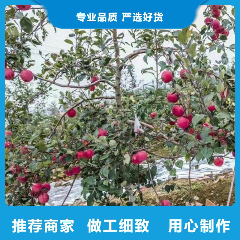 苹果桃树苗源厂直接供货专业生产制造厂