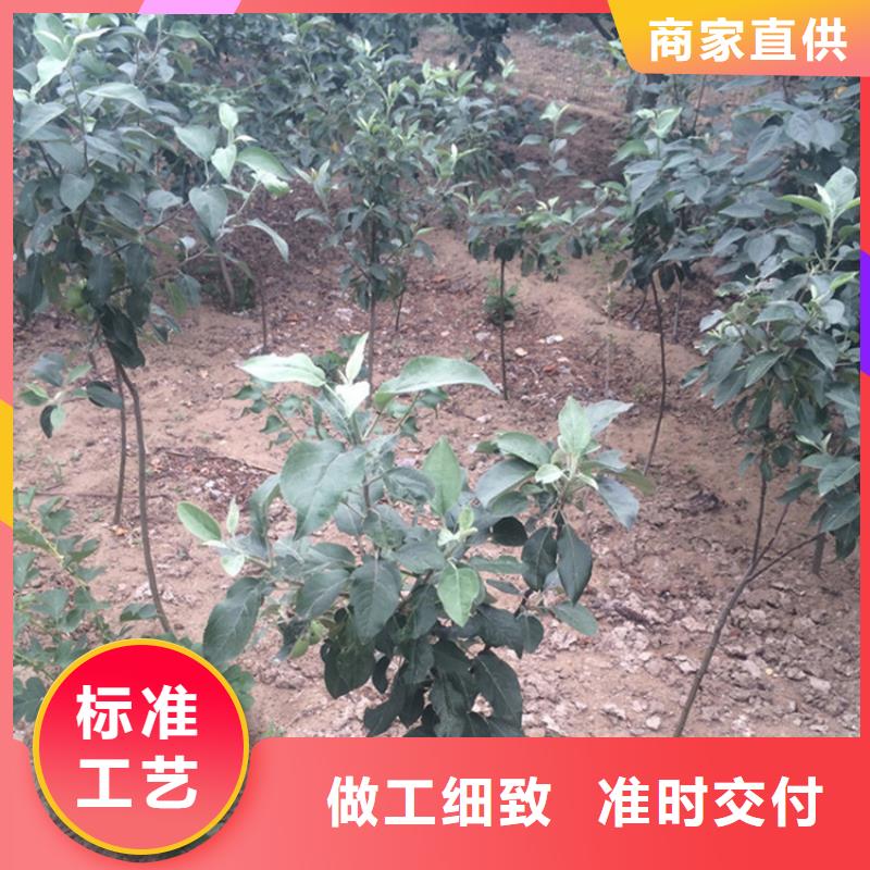 红肉苹果树苗种植管理技术/轩园园艺场湛江