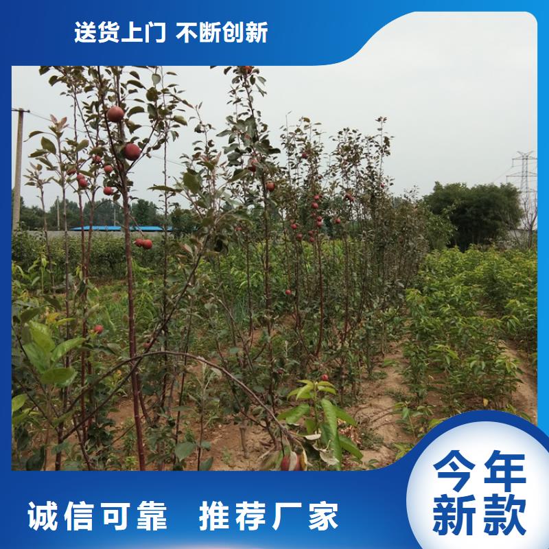 水蜜桃苹果树苗露天种植/轩园园艺场欢迎来厂考察