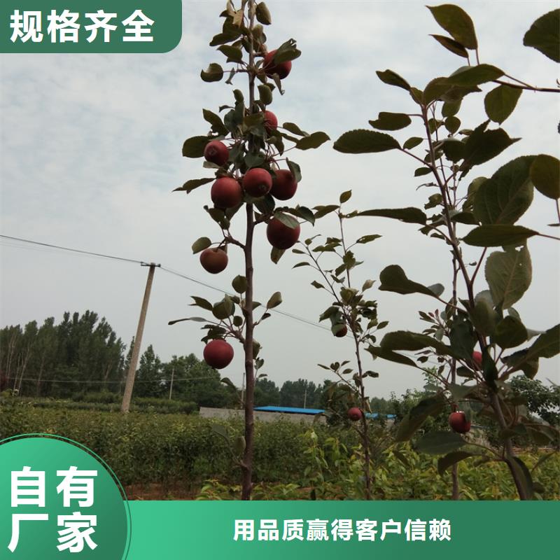 苹果杏树苗用心做产品厂家案例