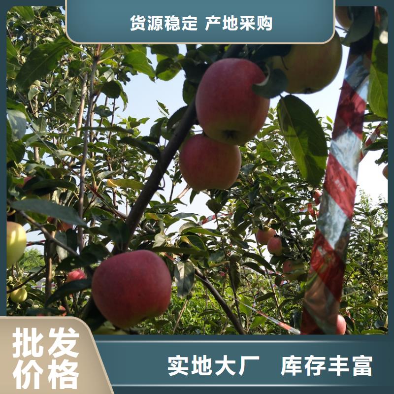 新品种苹果树苗大棚种植质量优价格低