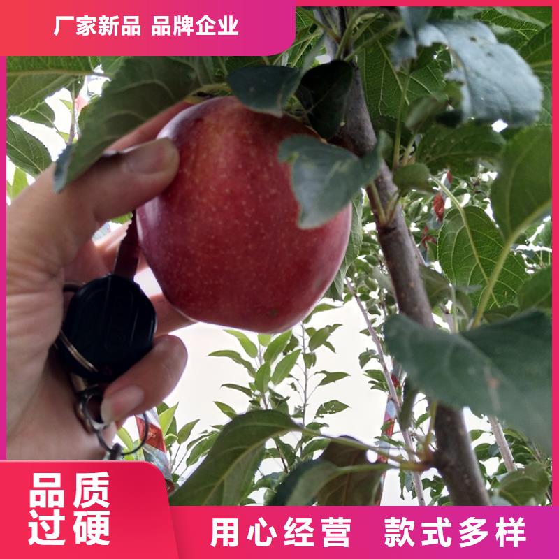 【苹果】,樱桃苗品牌企业同城制造商
