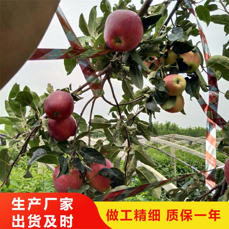 新品种苹果树苗根系发达用心经营