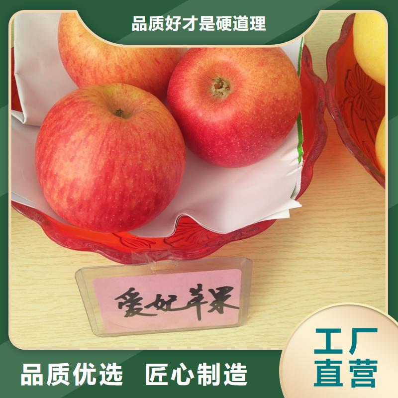 苹果杏树苗满足客户所需产地工厂
