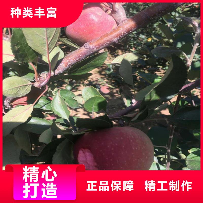 【苹果】杏树苗实力派厂家实拍展现