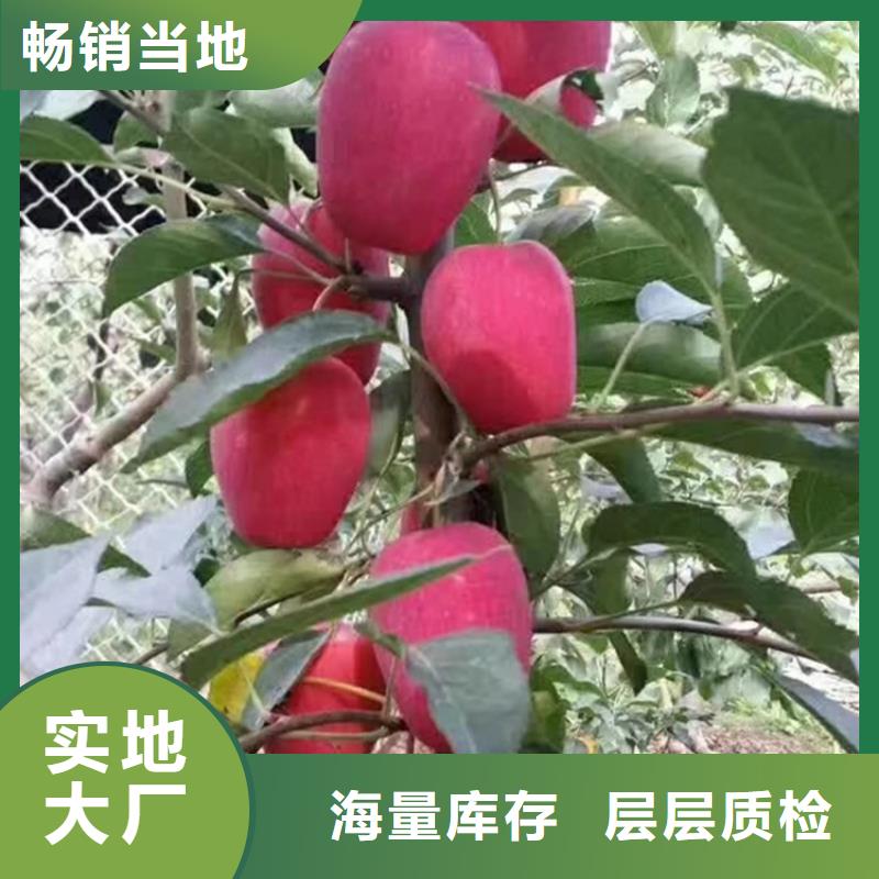 苹果蓝莓苗厂家直销供货稳定严选材质