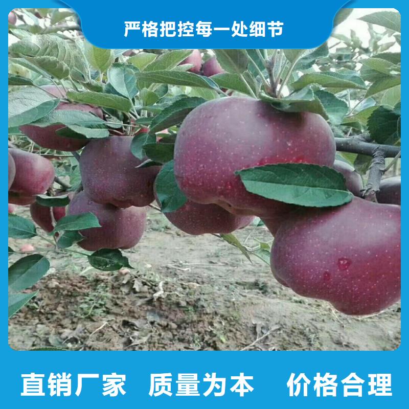 红富士苹果苗量多优惠/轩园园艺场信阳