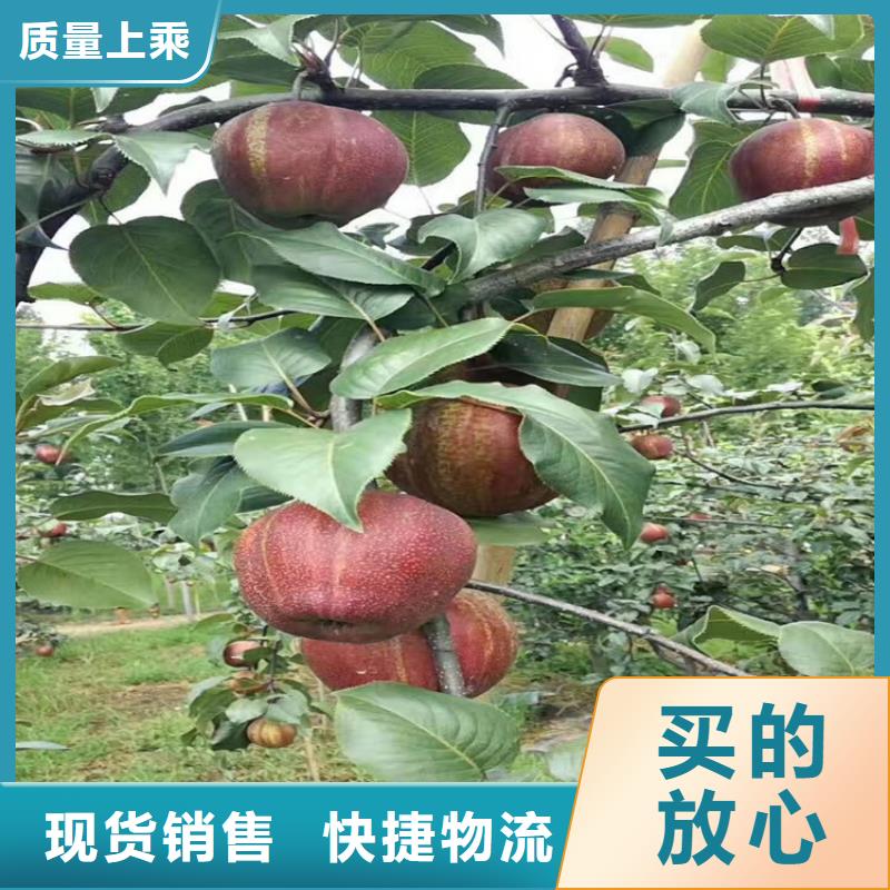 苹果-猕猴桃苗真材实料加工定制当地供应商