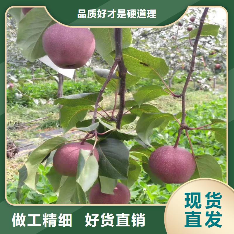 苹果-樱桃苗大量现货供应厂家直接面向客户