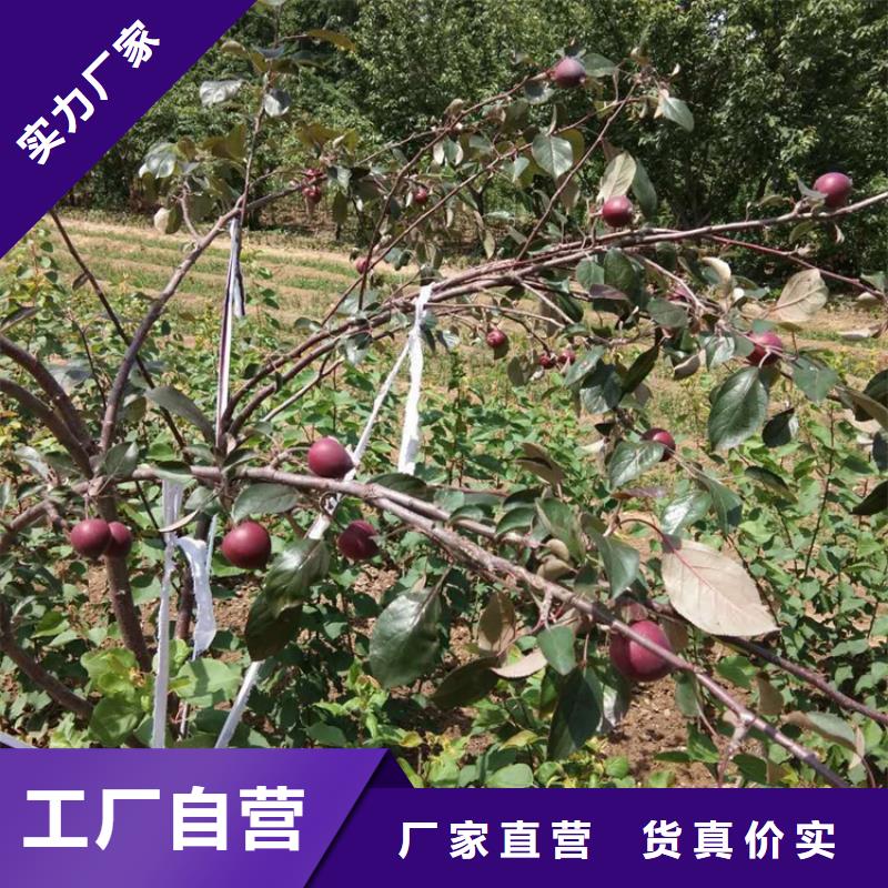 苹果【蓝莓苗】库存齐全厂家直供品质保证实力见证
