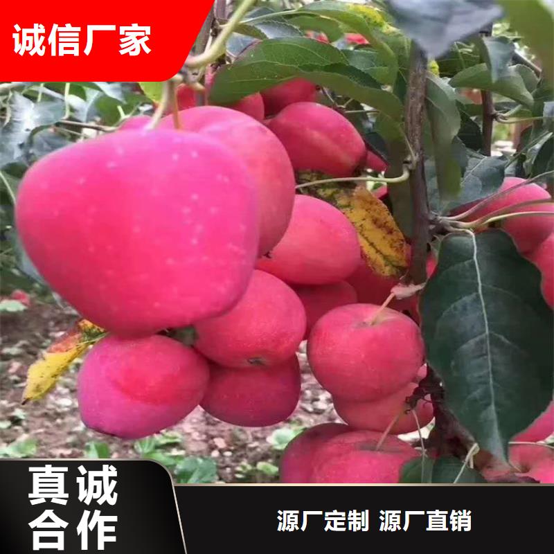红富士苹果苗量大从优/轩园园艺场附近生产厂家