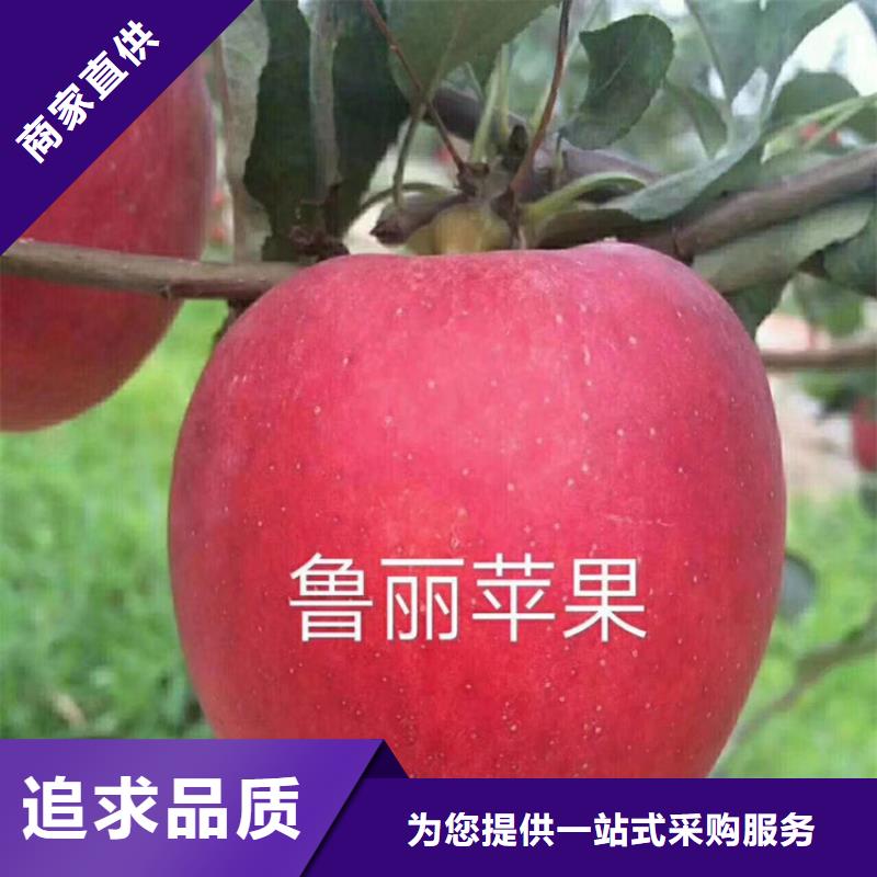 苹果石榴苗低价货源精工细作品质优良