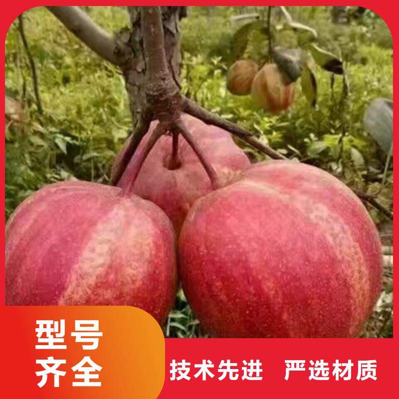 早酥红梨苗适合种植地区用心提升细节