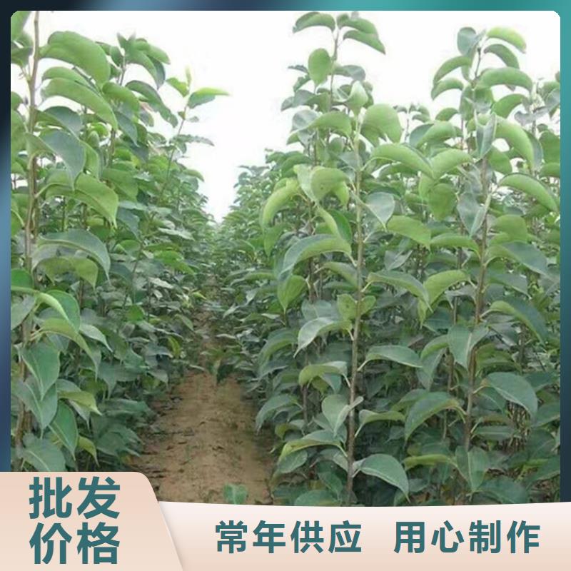 红梨苗怎么卖批发零售上海