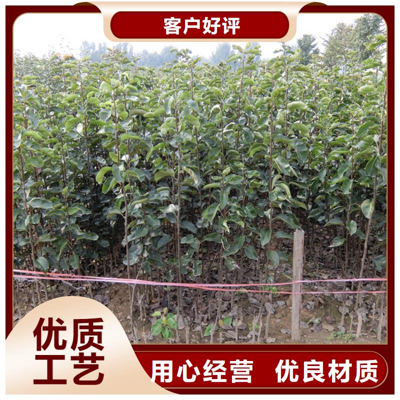 三红梨树苗质优价廉专业的生产厂家