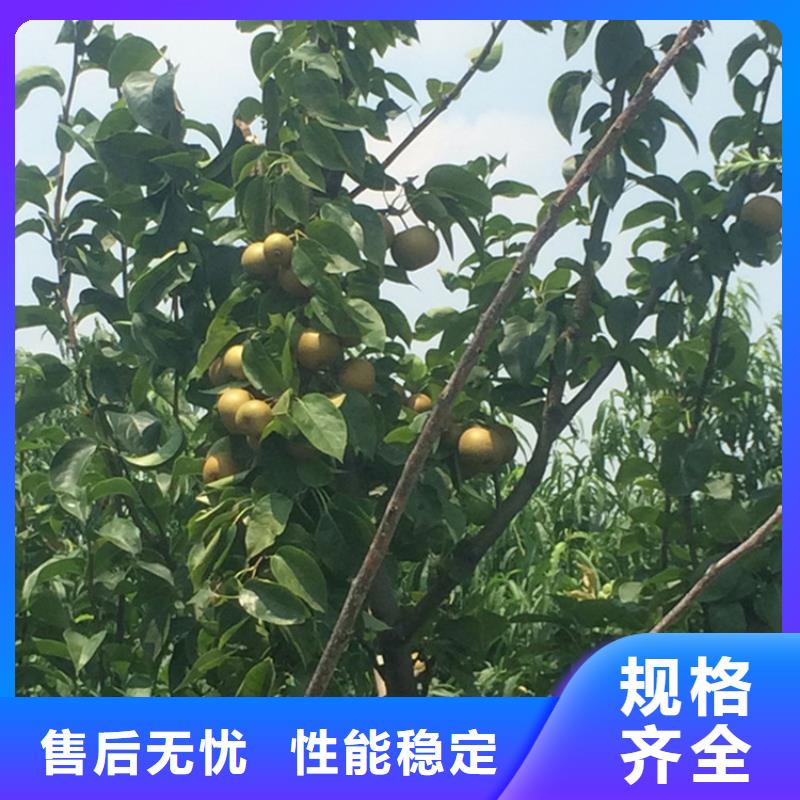 广东梨树无花果苗用好材做好产品