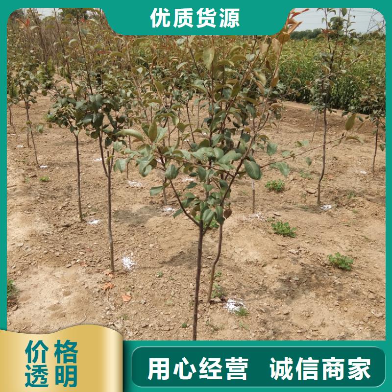 三红梨树苗种植基地经验丰富品质可靠