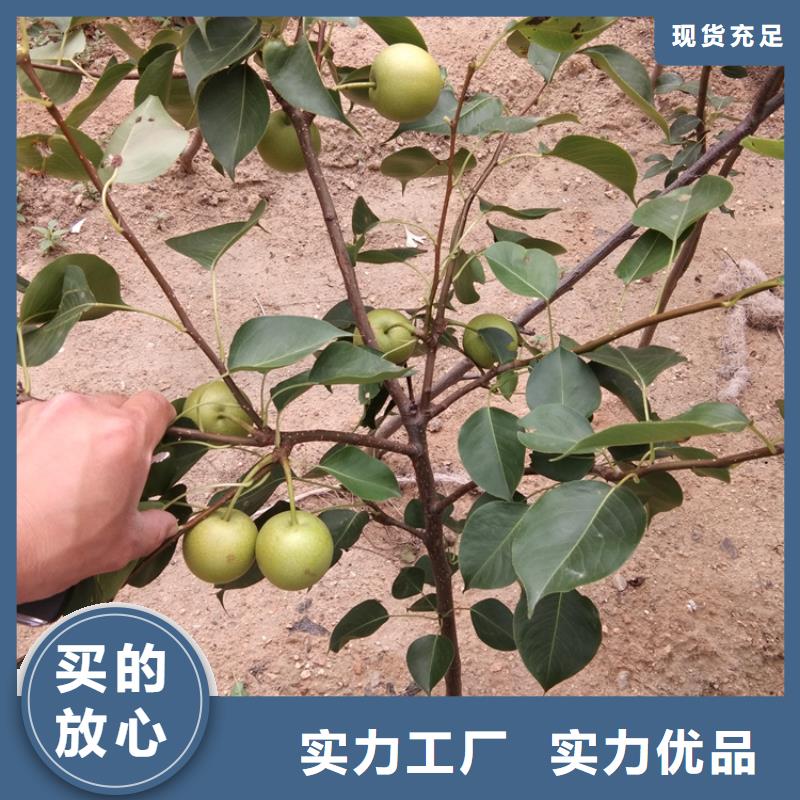 【梨树】蓝莓苗质优价保工厂价格