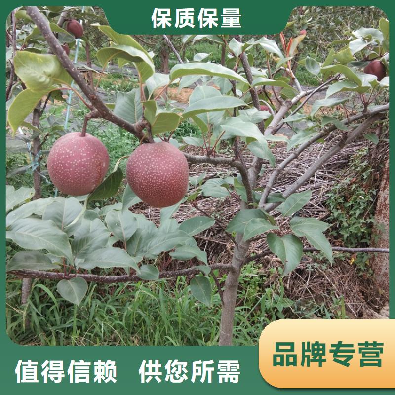 三红梨树苗种植管理技术乐山