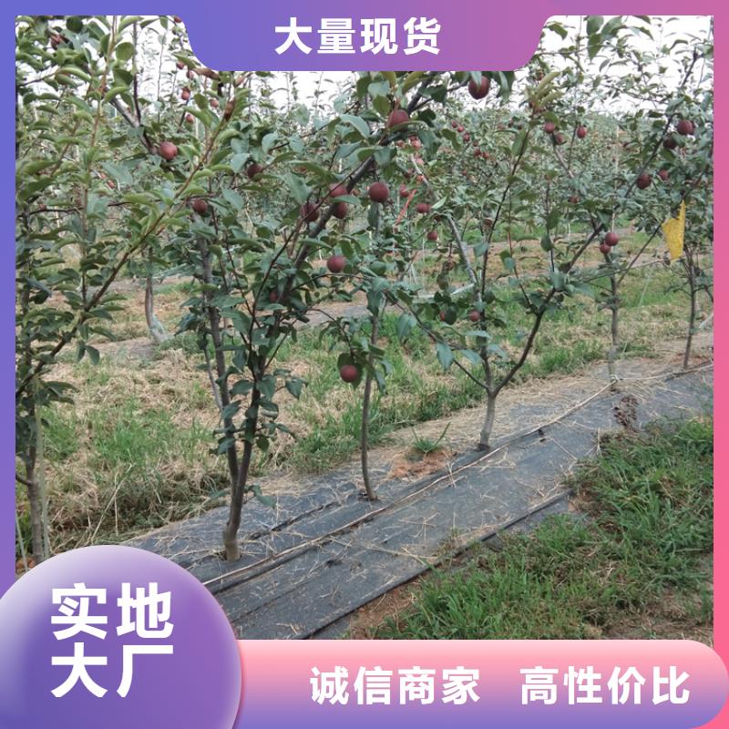 三红梨树苗产量多少附近厂家