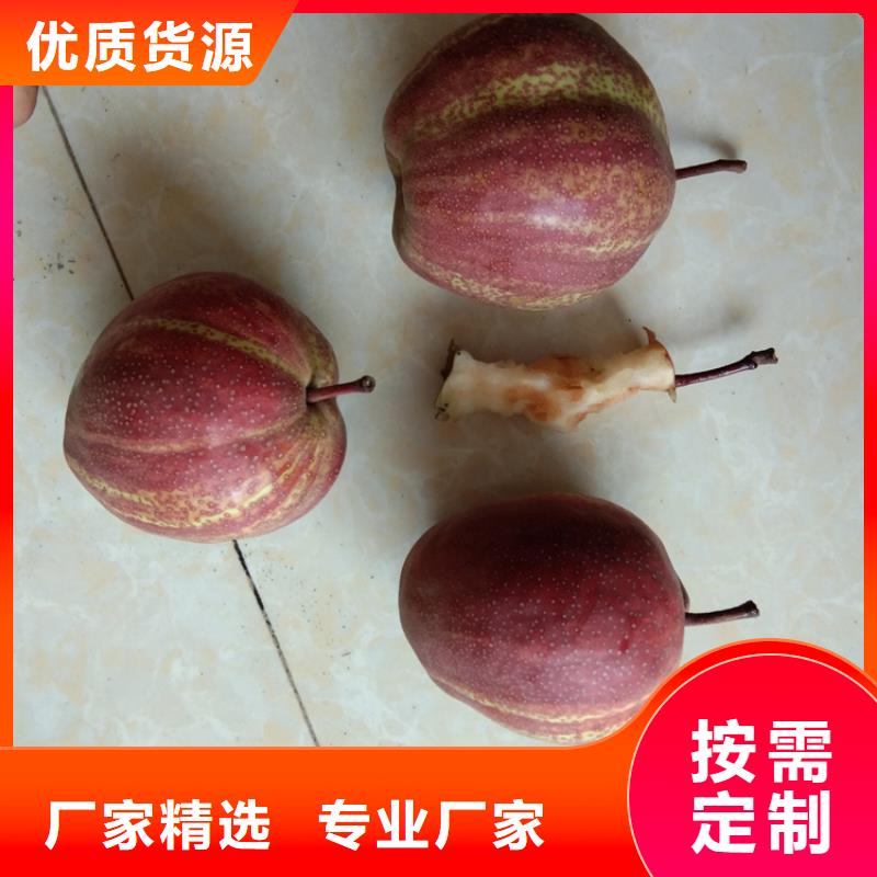 彩虹梨树苗量多优惠质量安全可靠