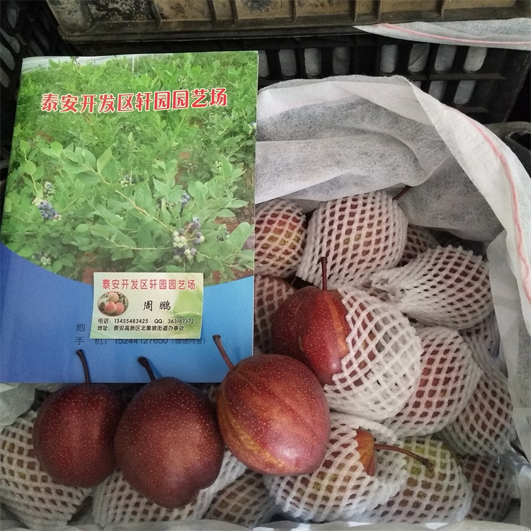 红梨树苗适合种植地区批发供应
