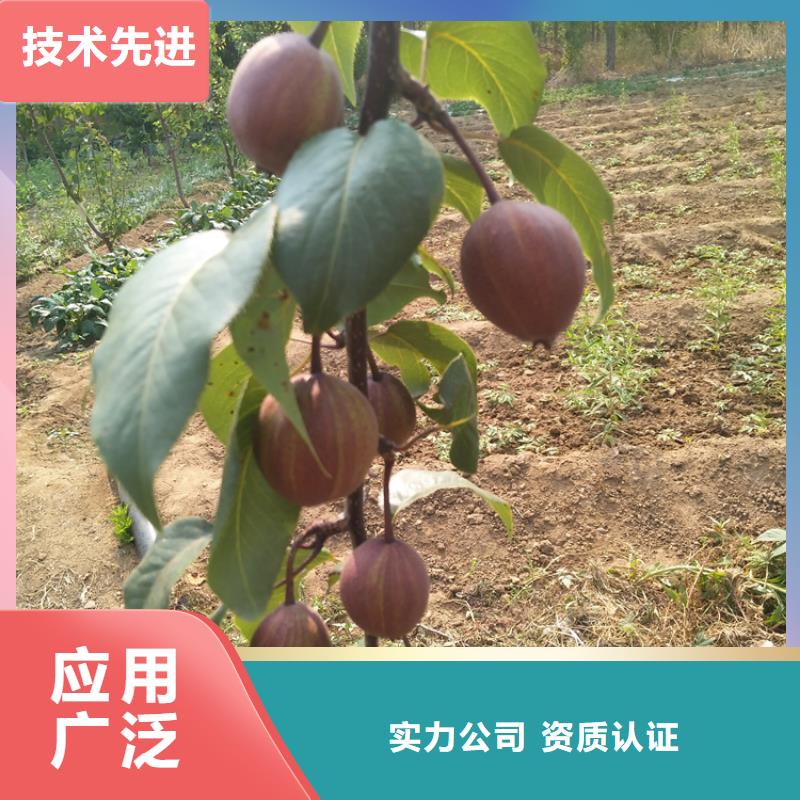 梨树桃树苗品质保障价格合理大厂生产品质