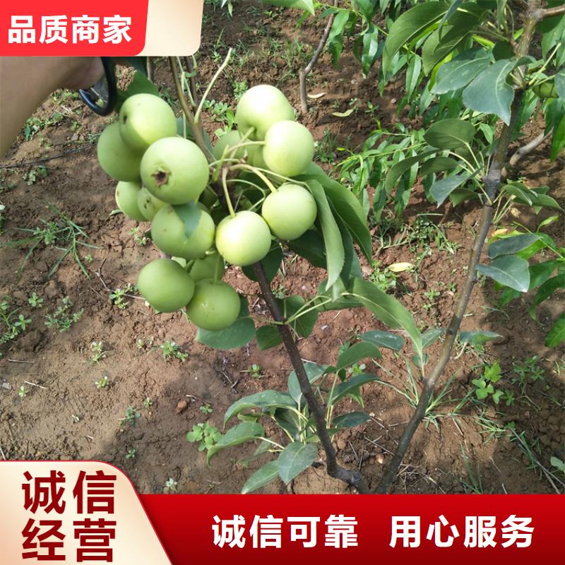 红梨树苗价格黔东南