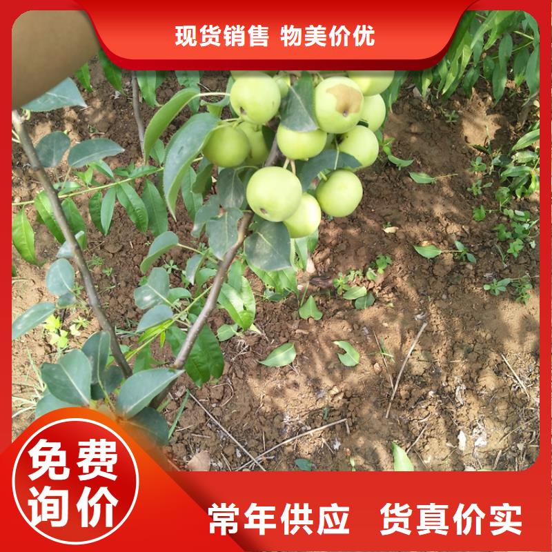 梨树樱桃苗支持加工定制当地生产商