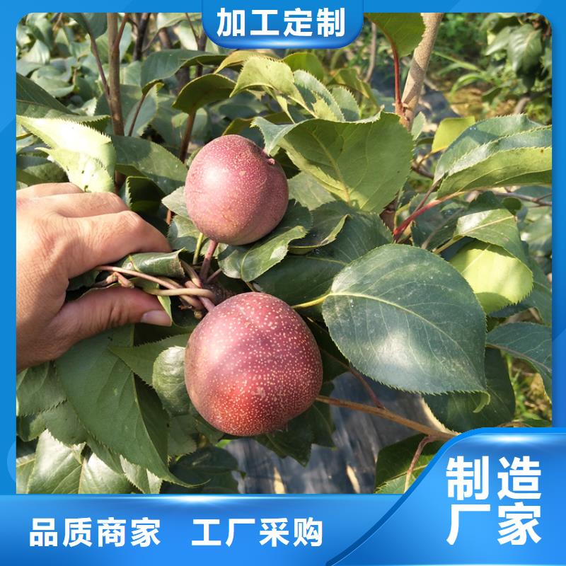 三红梨树苗产量多少内江