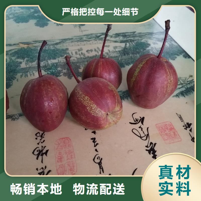 早酥红梨苗当年结果树标准工艺