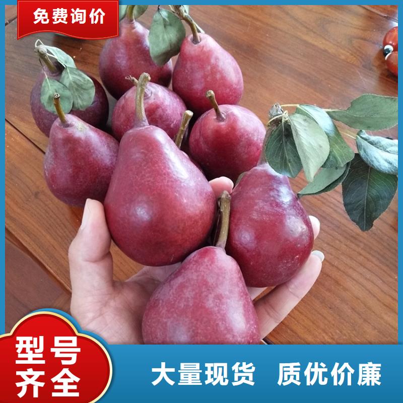 三红梨树苗一亩地多少棵超产品在细节