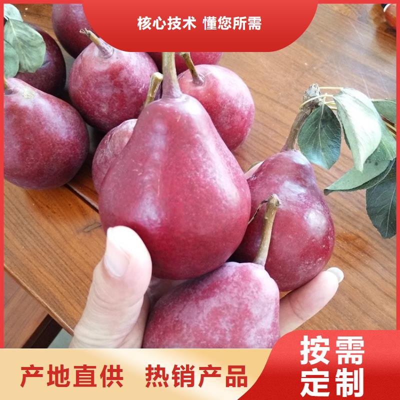 梨树,草莓苗厂家厂家货源稳定