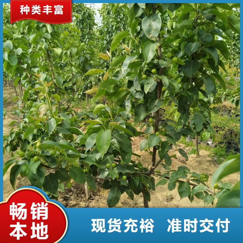 三红梨树苗适合种植地区甘孜