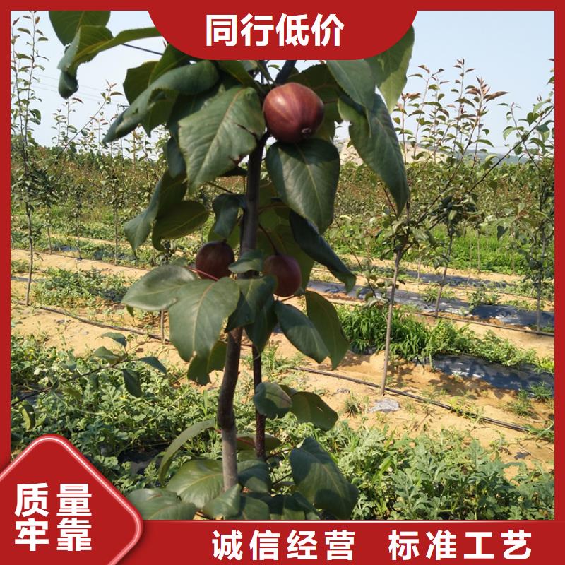 红梨苗种植管理技术怒江