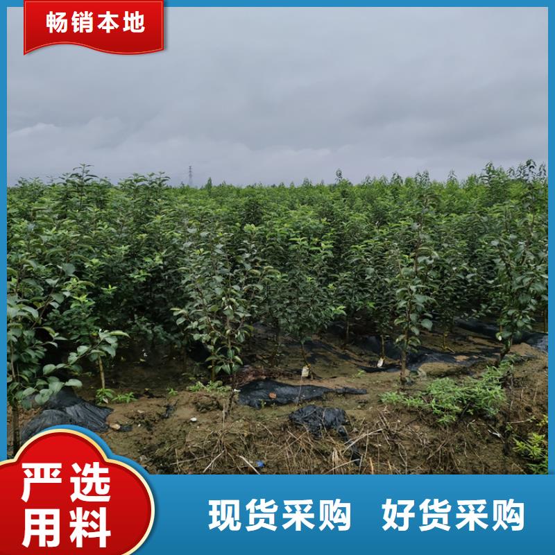 早酥红梨苗种植基地生产型