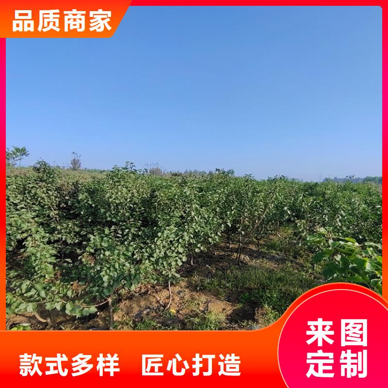 三红梨树苗种植基地本地货源