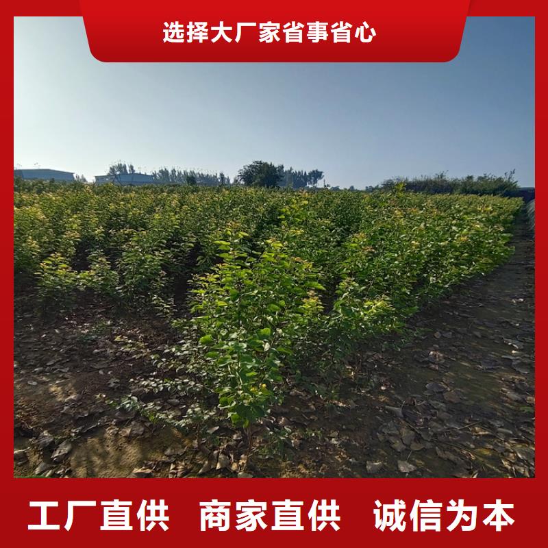 红梨树苗种植技术高标准高品质