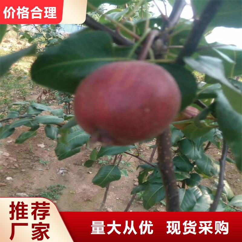 梨树杏树苗为品质而生产附近制造商