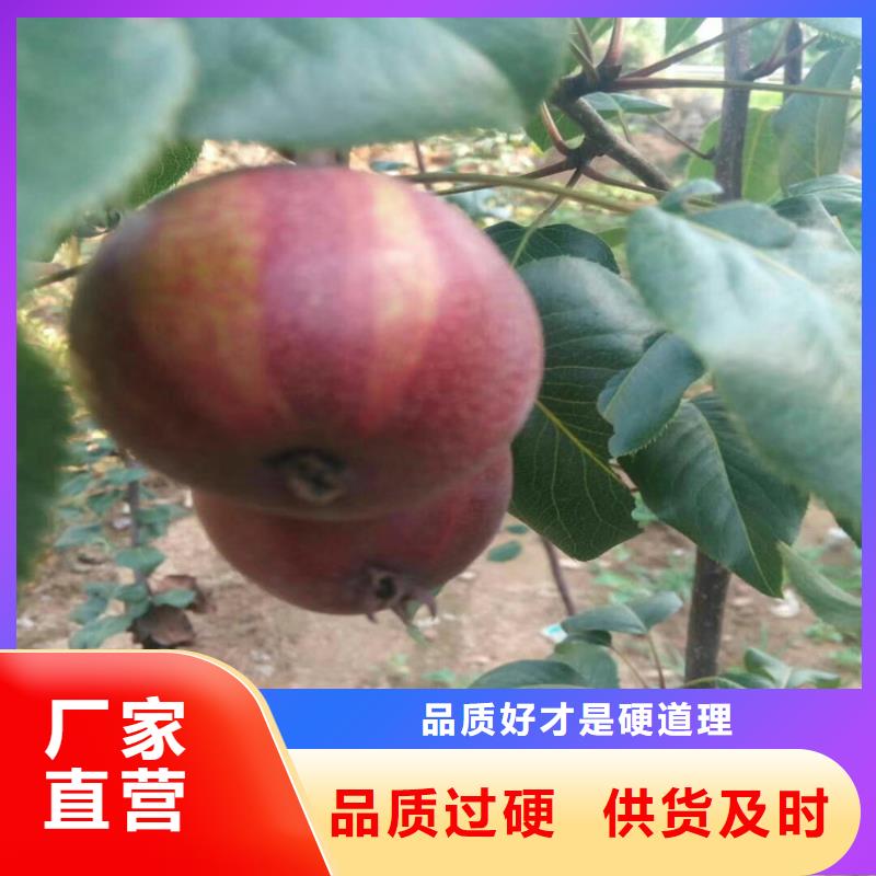 彩虹梨树苗产量多少品质保障价格合理