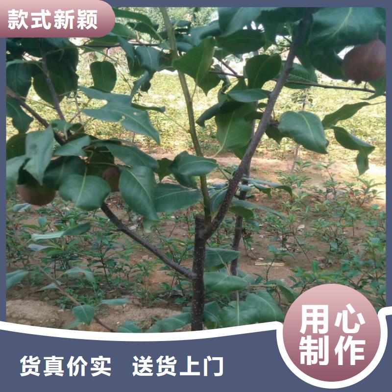 彩虹梨树苗种植技术四川