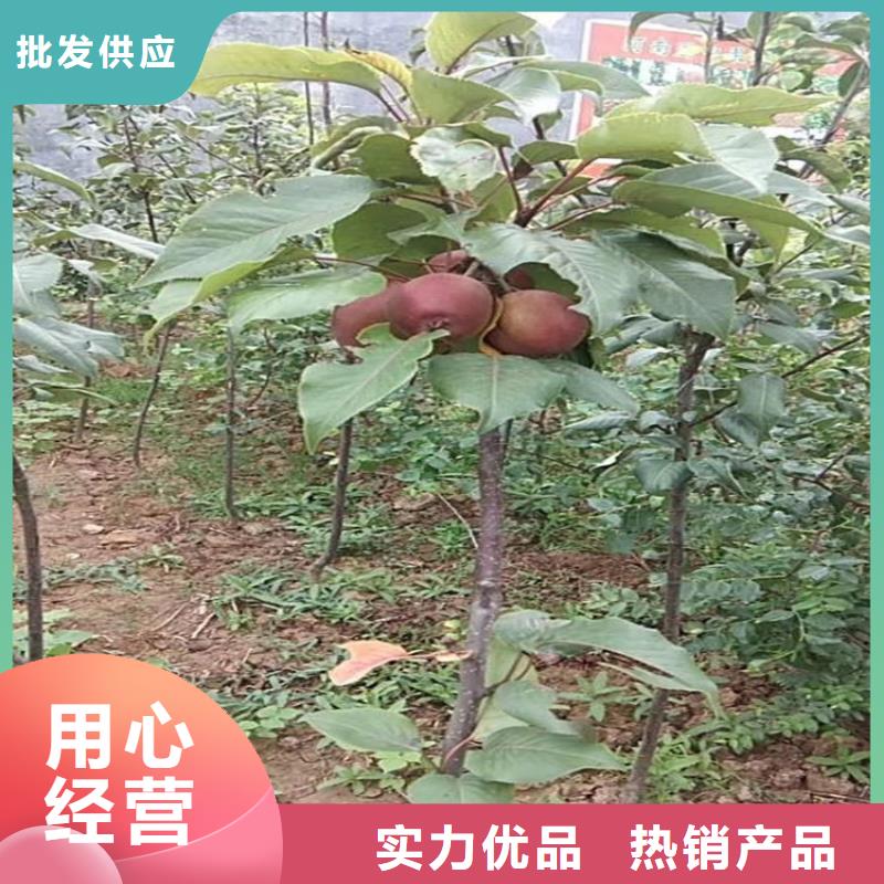 梨树苹果苗质优价保打造好品质