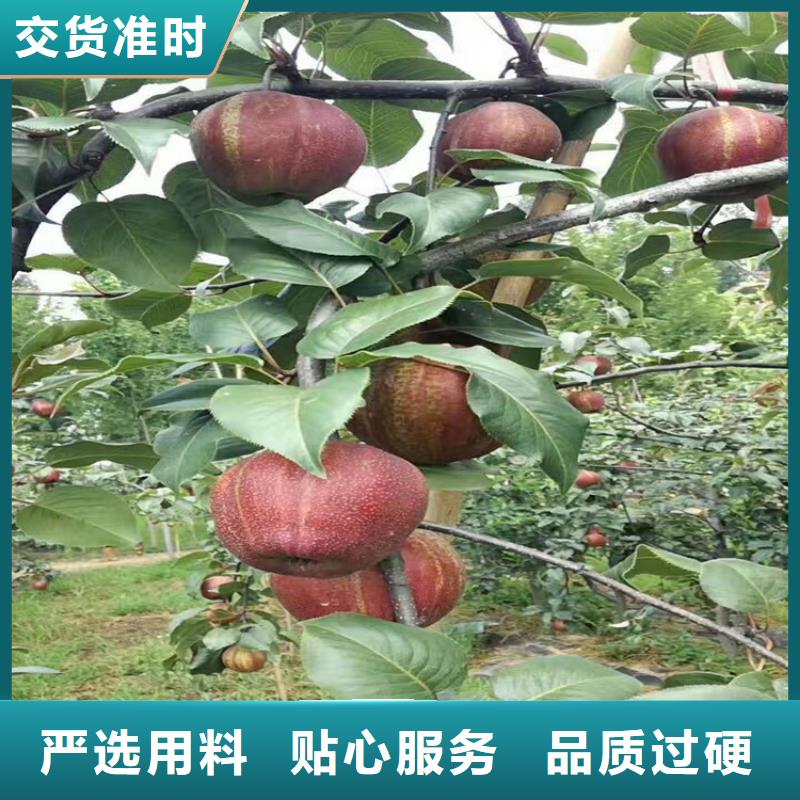 梨树-【苹果苗】厂家货源稳定好品质售后无忧