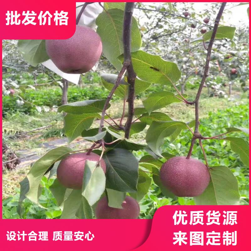 三红梨树苗种植技术本地厂家